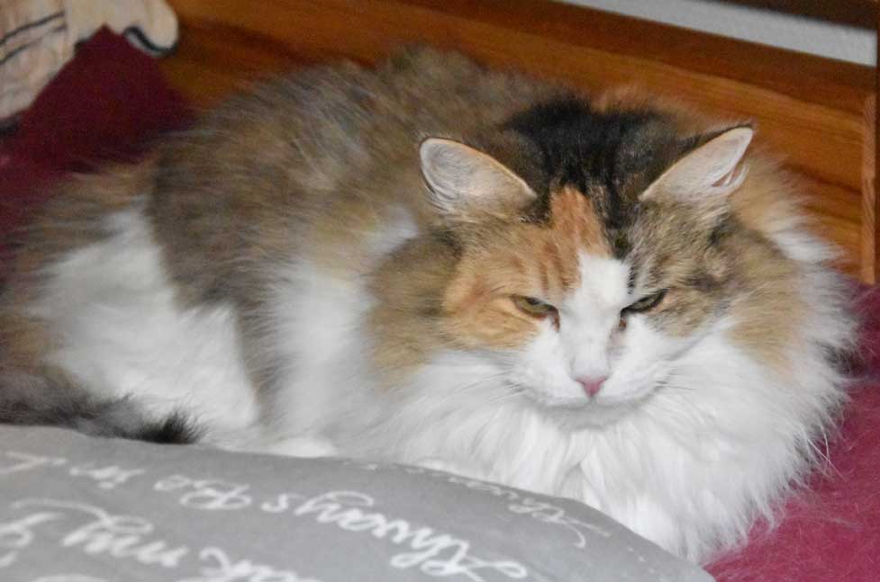 sibirisk katt Colbie