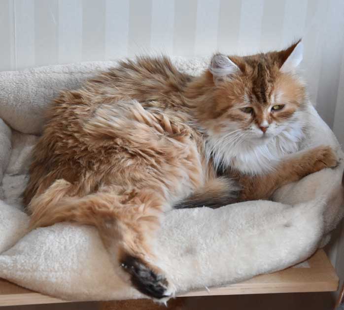 sibirisk katt Uni
