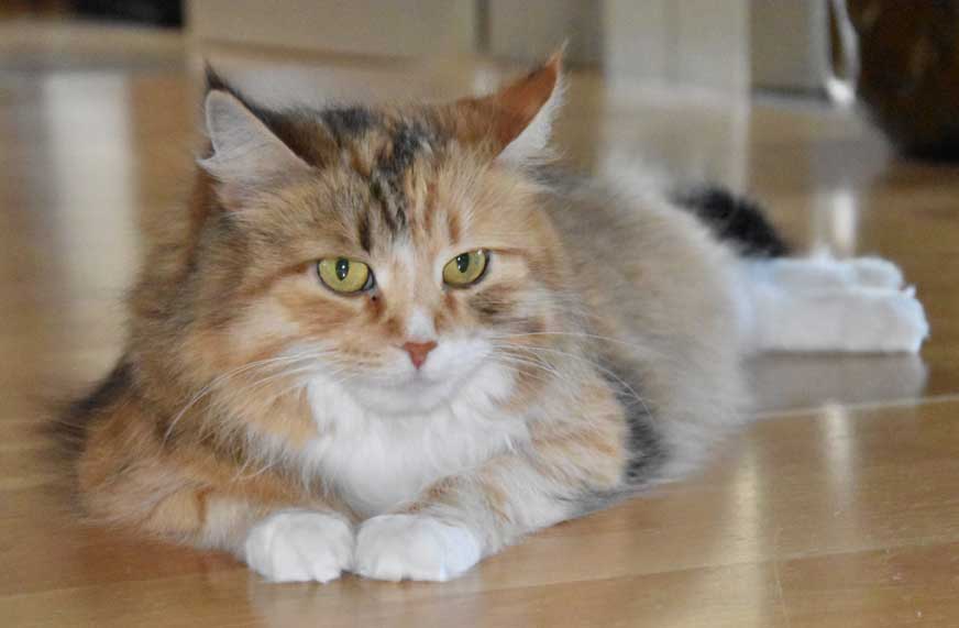 sibirisk katt Dani