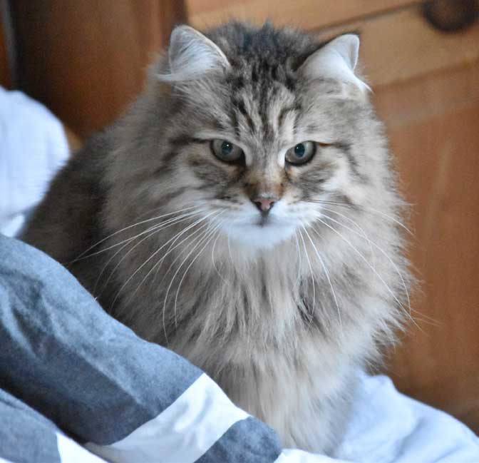 sibirisk katt Gabbie