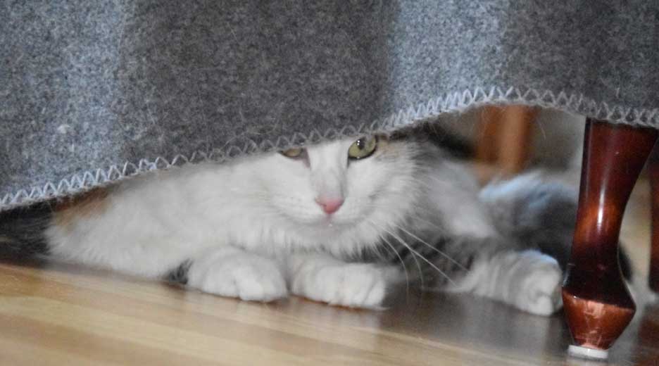 sibirisk katt Tracie