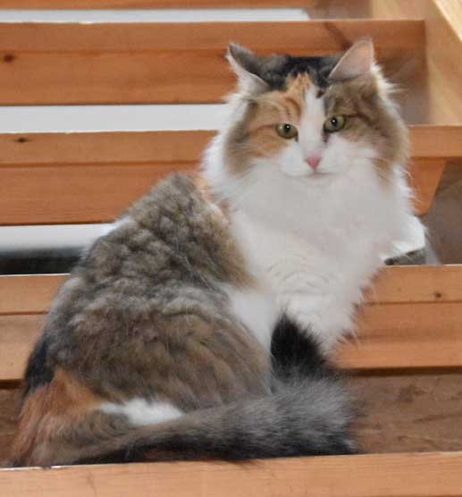 sibirisk katt Colbie