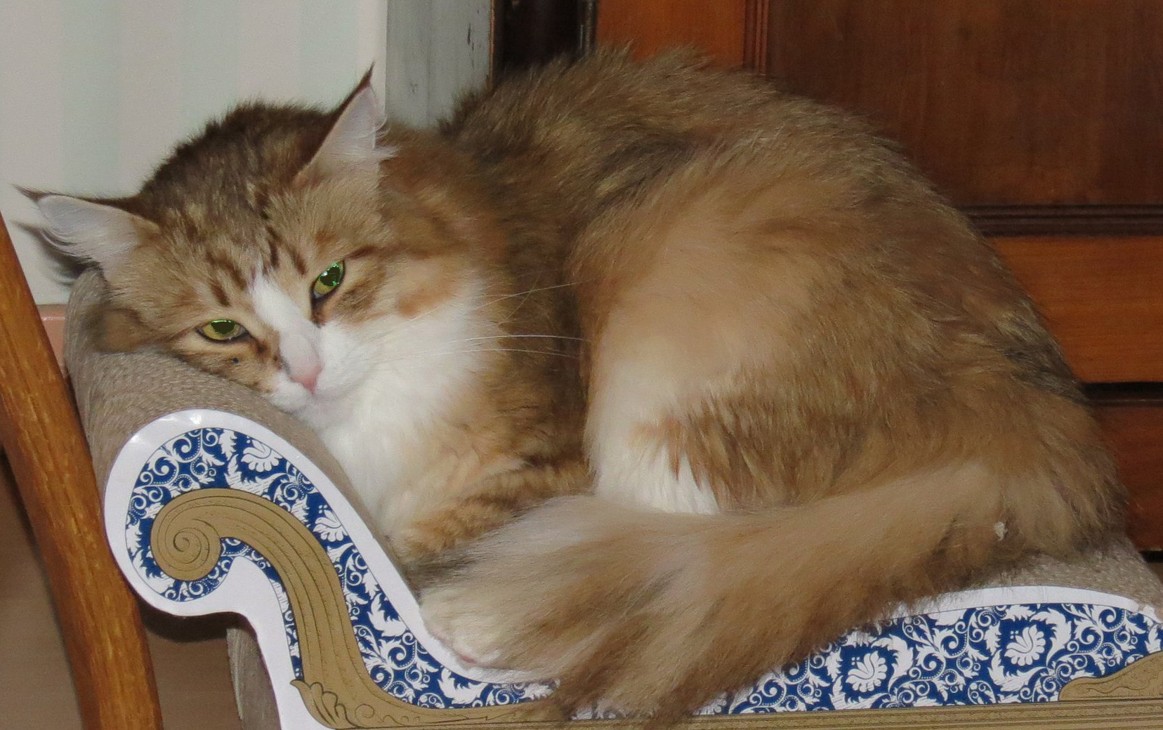Sibirisk katt Galileo