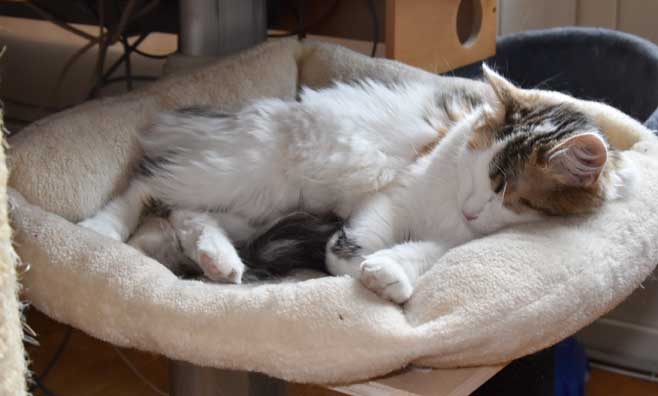 sibirisk katt Tracie