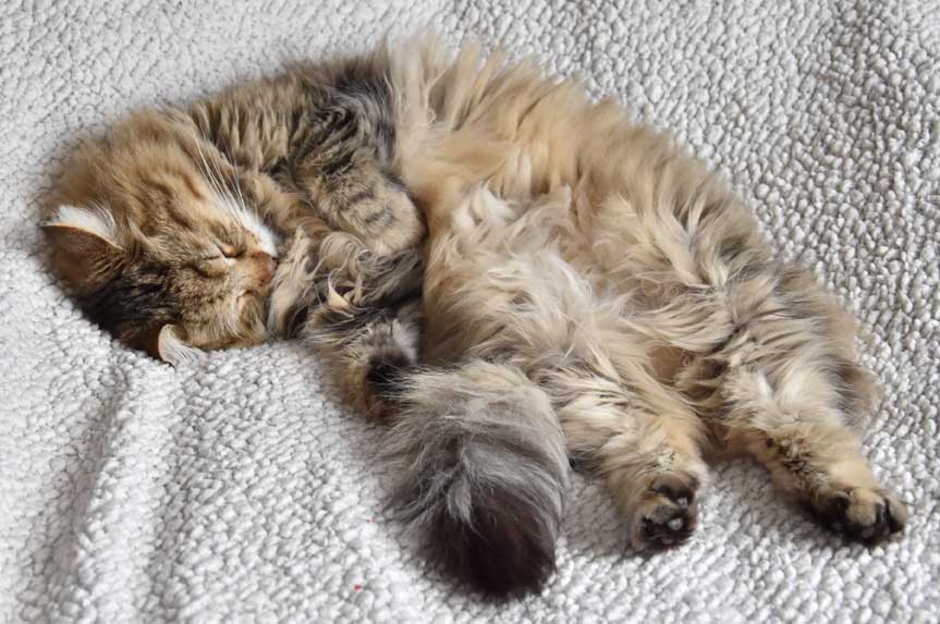 sibirisk katt Gabbie
