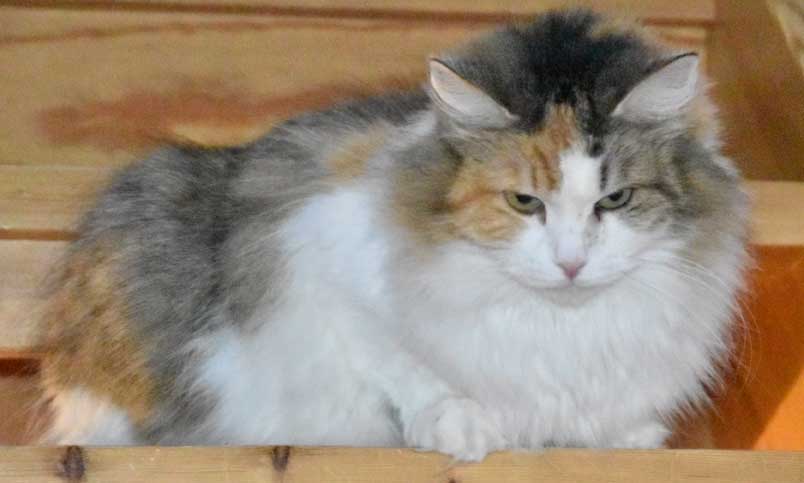 sibirisk katt Colbie