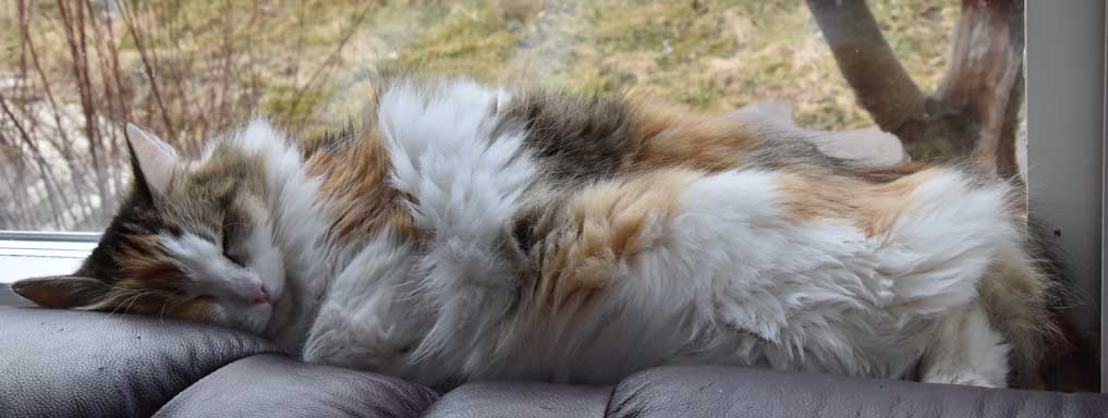 sibirisk katt Colbie