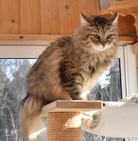 sibirisk katt Gabbie