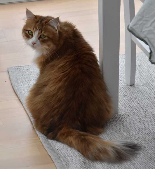 sibirisk katt Io