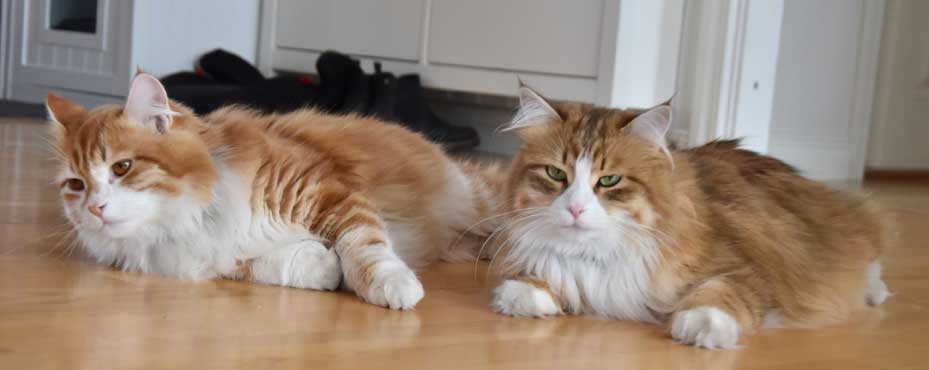 sibirisk katt Quito Io