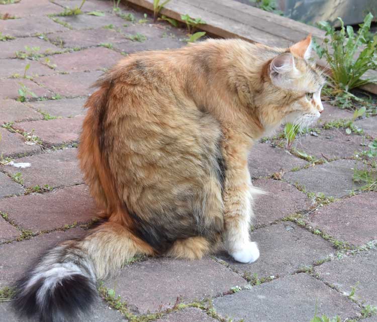 sibirisk katt Dani
