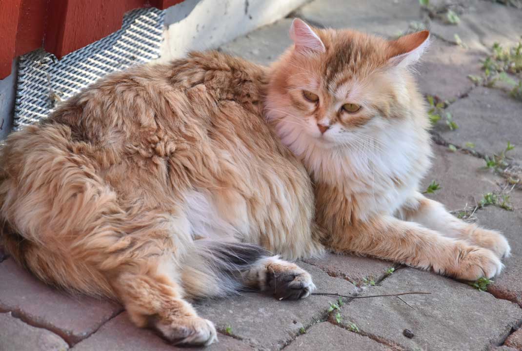sibirisk katt Uni