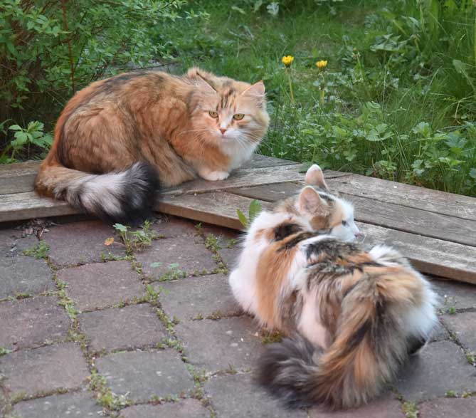 sibiriska katter Tracie o Dani