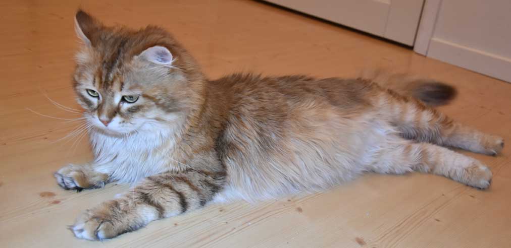 sibirisk katt Ilos