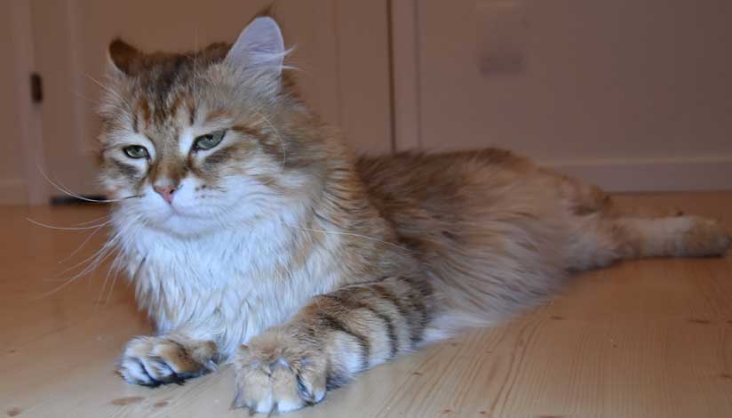 sibirisk katt Ilos