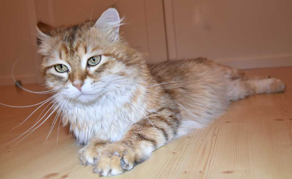 sibirisk katt Ilos