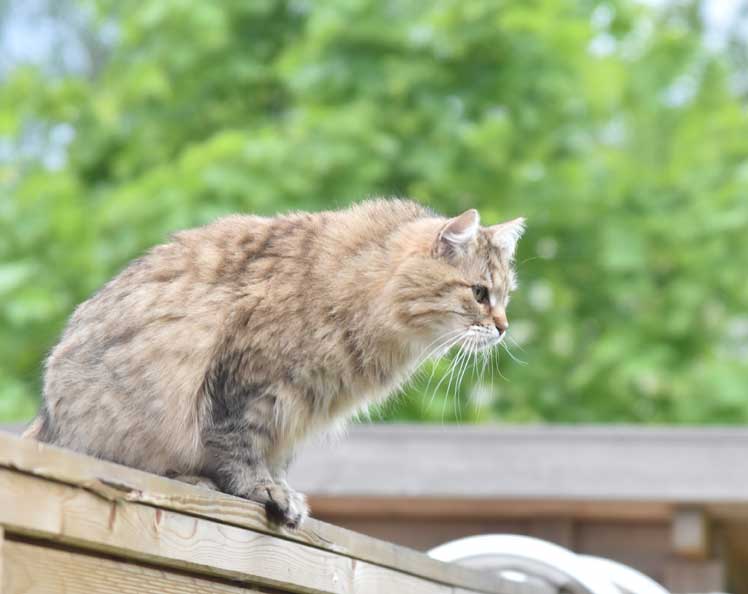 sibirisk katt 2019