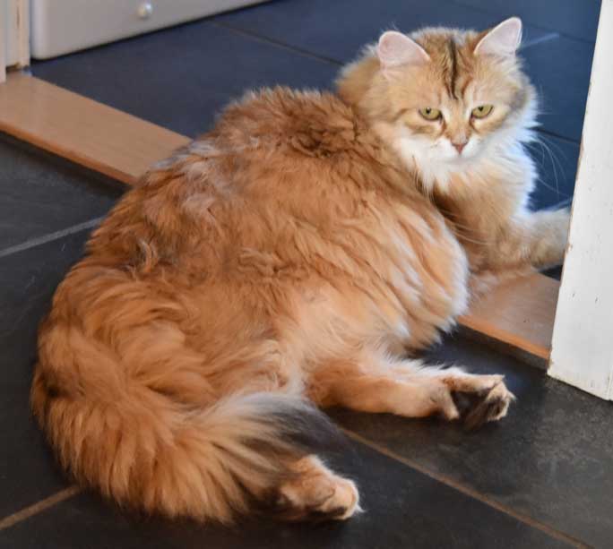 sibirisk katt Uni