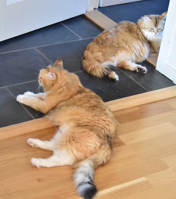 sibirisk katt Uni o Dani