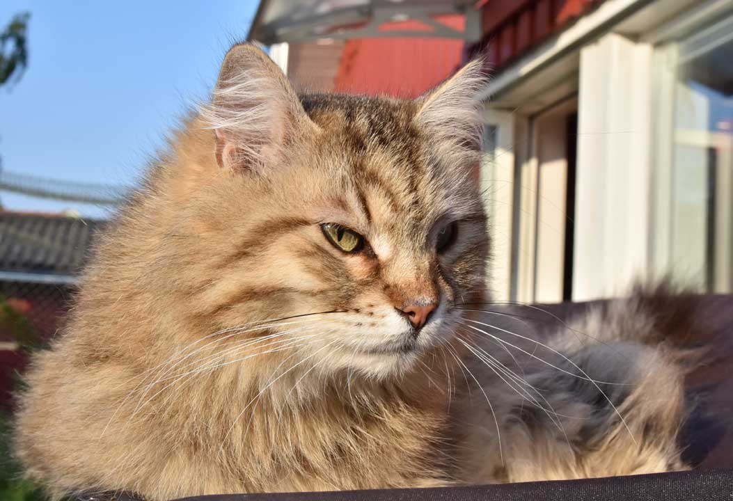 sibirisk katt Gabbie