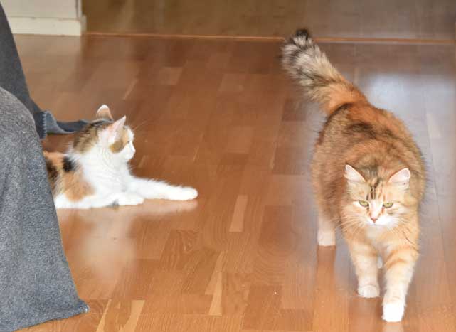sibirisk katt Tracie Dani