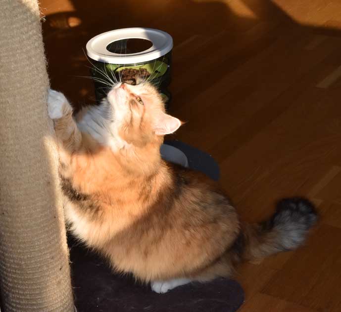 sibirisk katt Dani