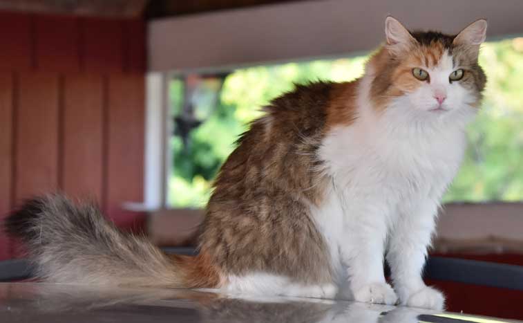 sibirisk katt Colbie
