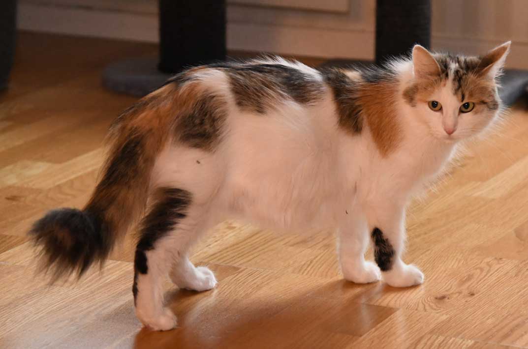 sibirisk katt Tracie