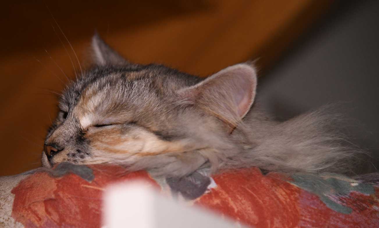 sibirisk katt Zinnie