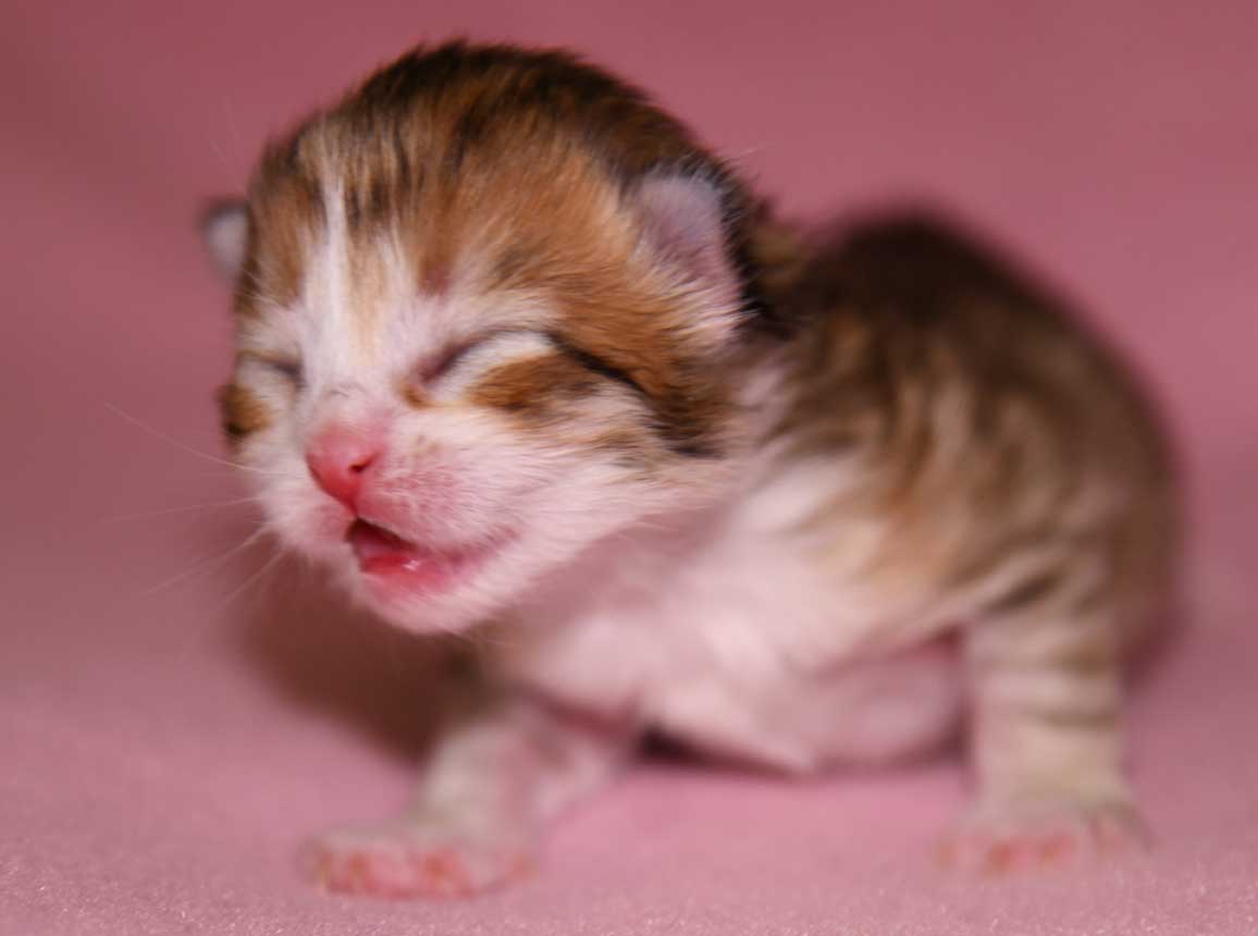 sibirisk kattunge Urey