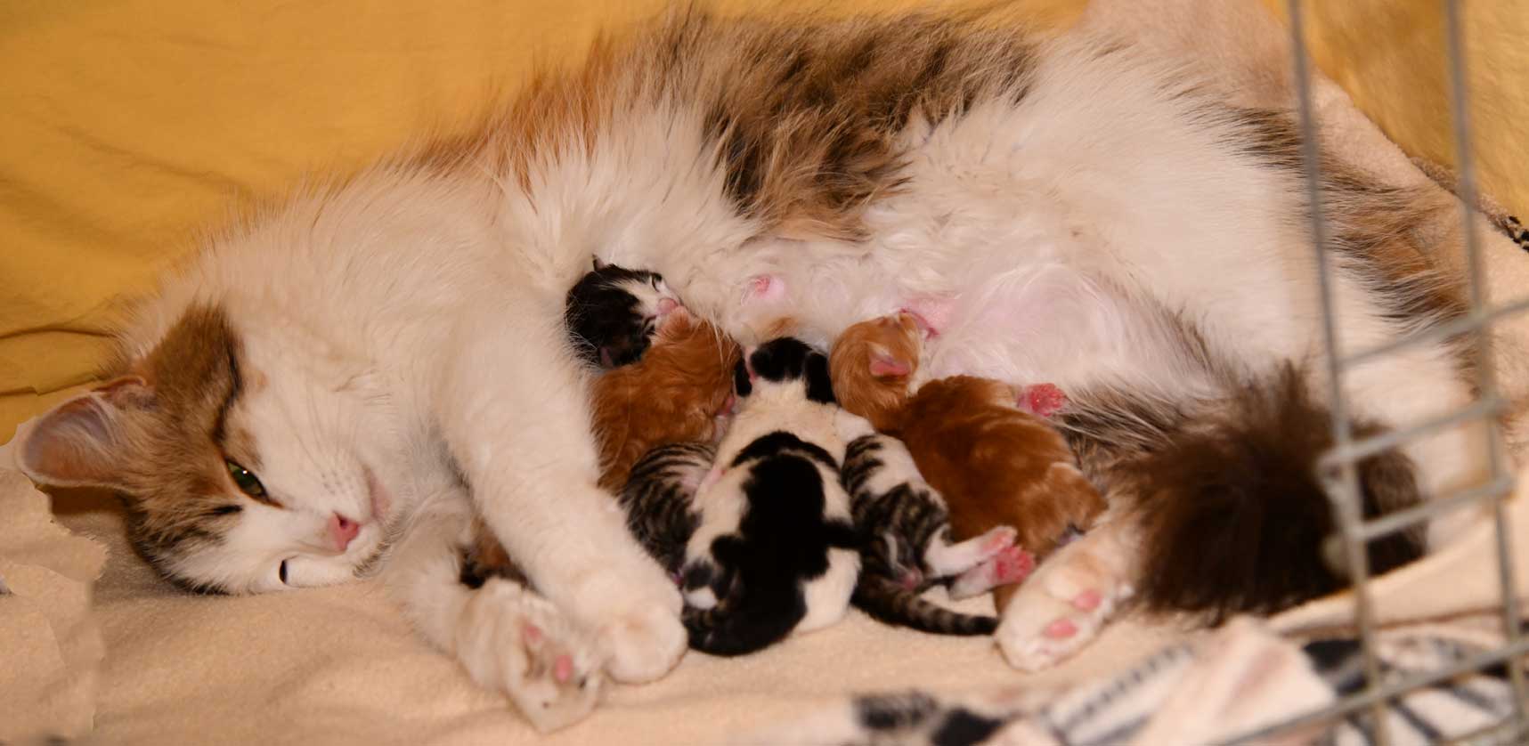 sibirisk katt Tracie