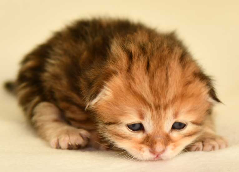 sibirisk katt Ul