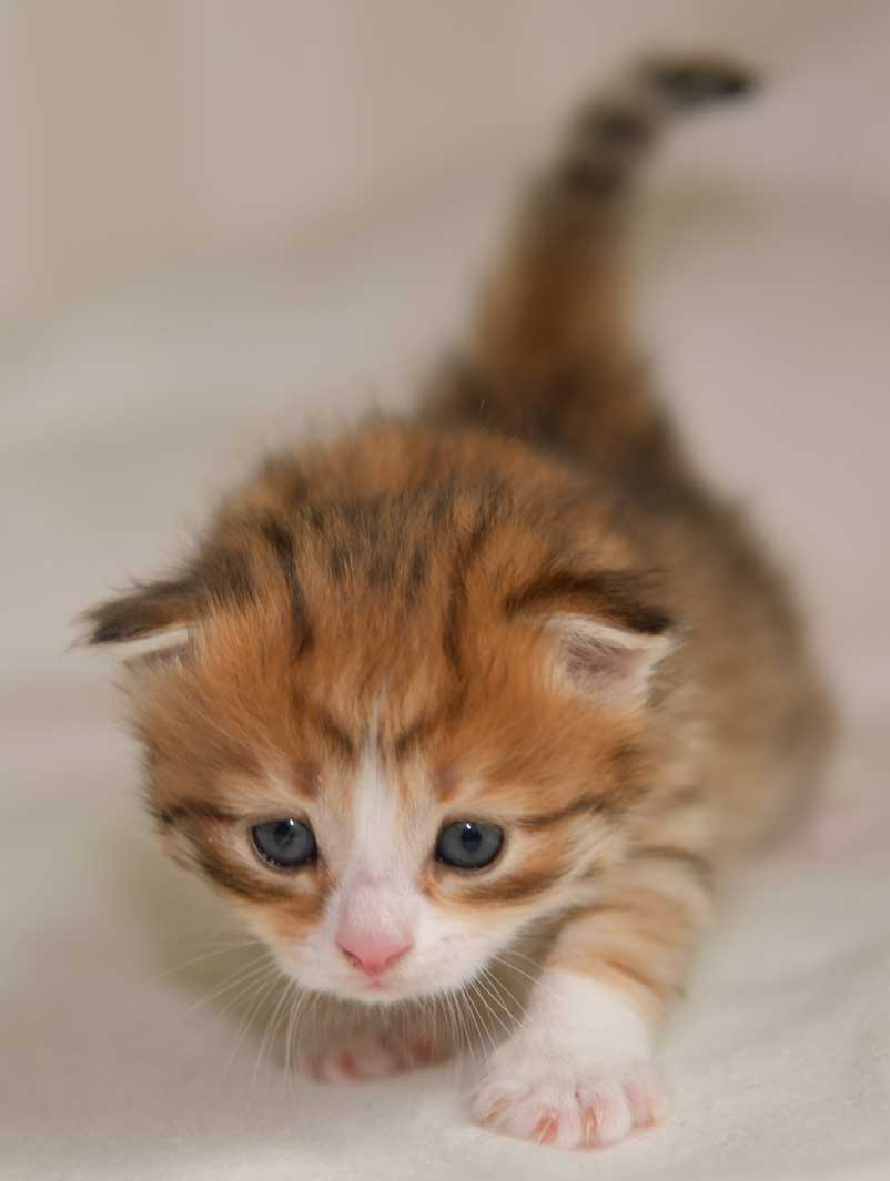 sibirisk kattunge Ueta