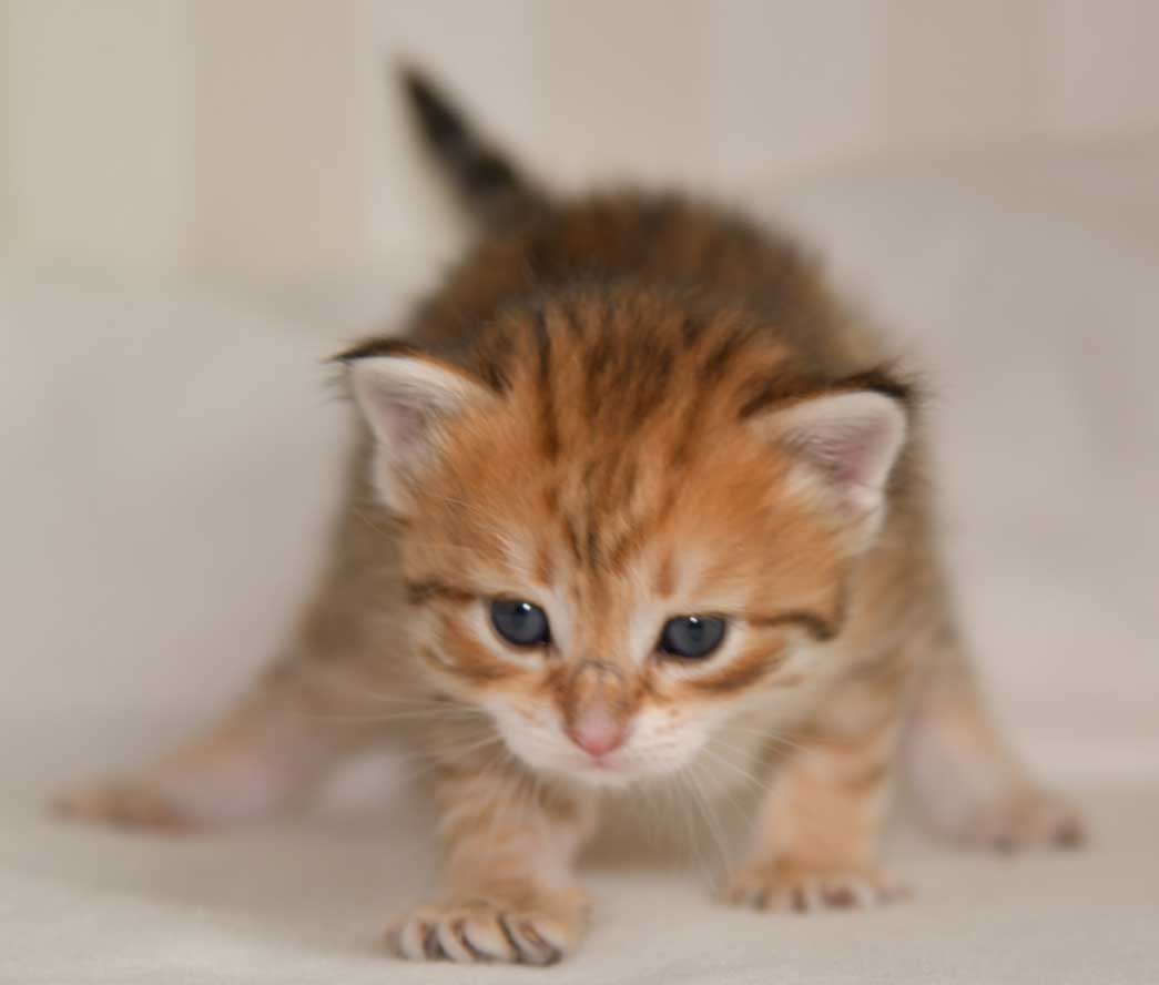 sibirisk kattunge Ursula