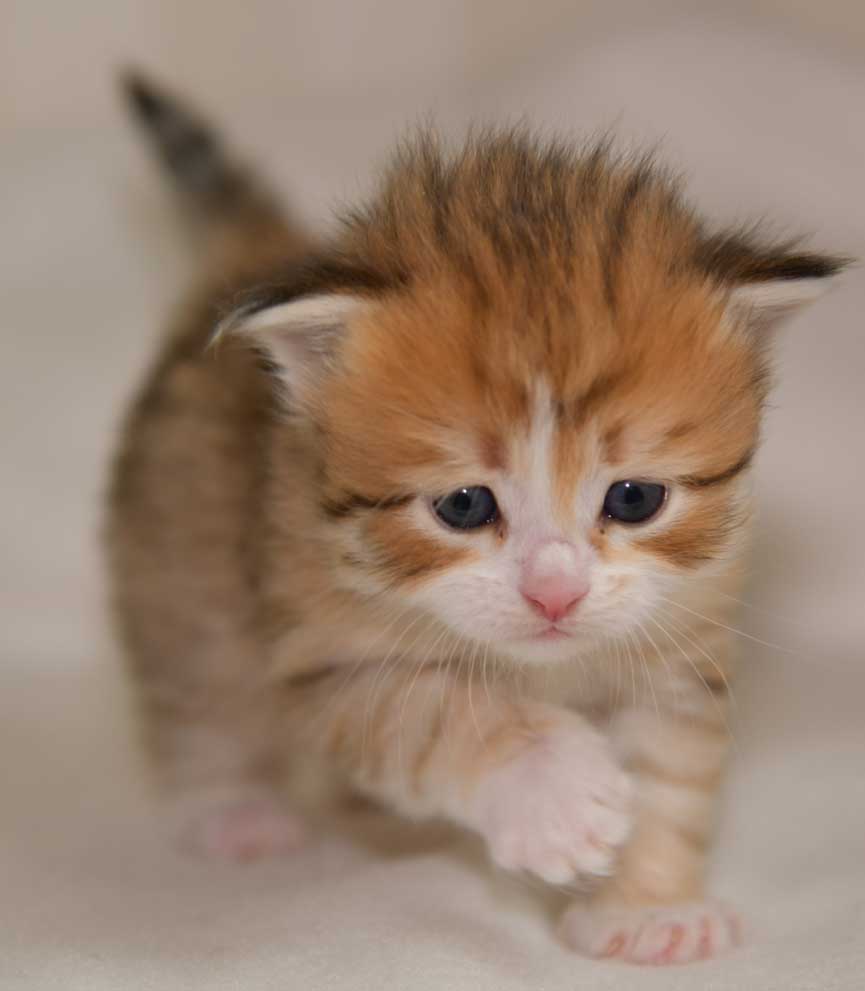 sibirisk kattunge Urey