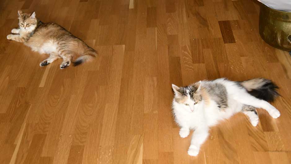 sibirisk katt Uni o Tracie