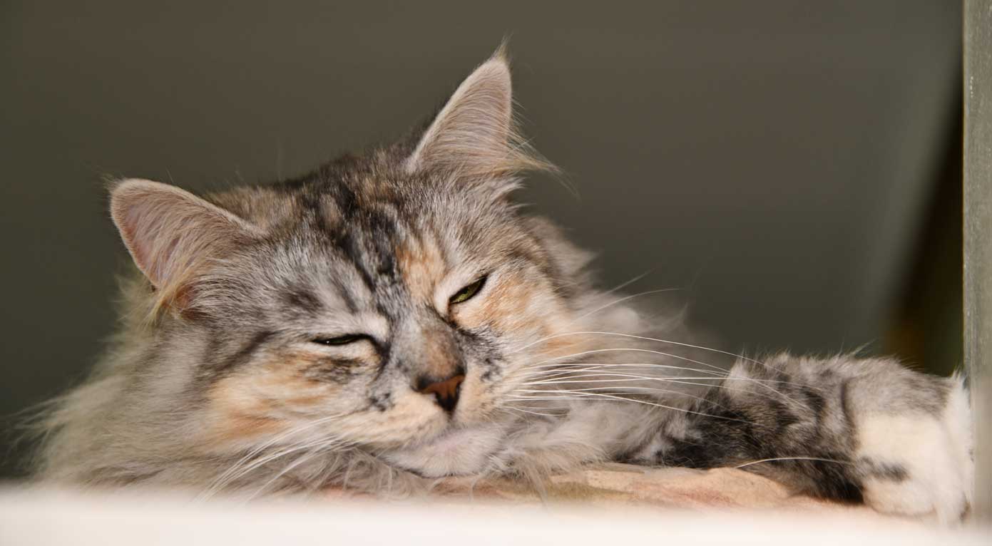 Sibirisk katt Zinnie