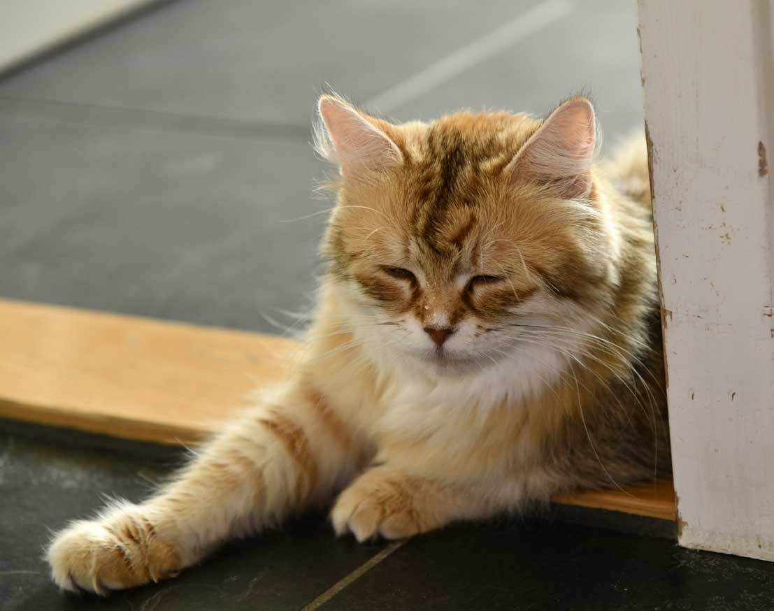 Sibirisk katt Uni