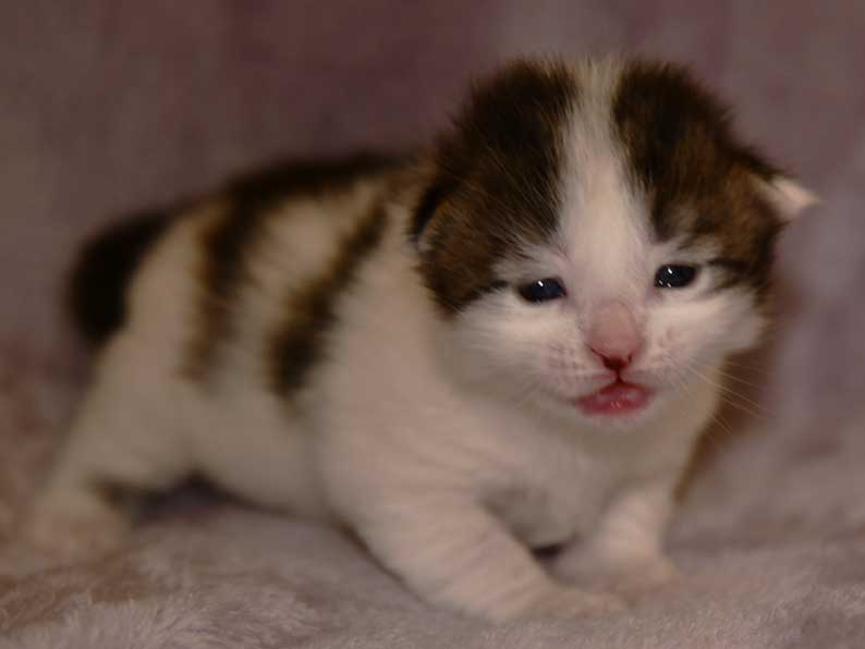 sibirisk kattunge Velimir