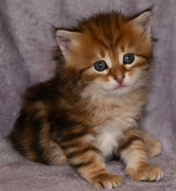 sibirisk kattunge Ul