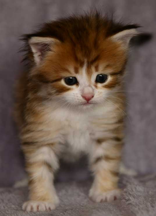 sibirisk kattunge Urey