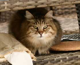 sibirisk katt Gabbie