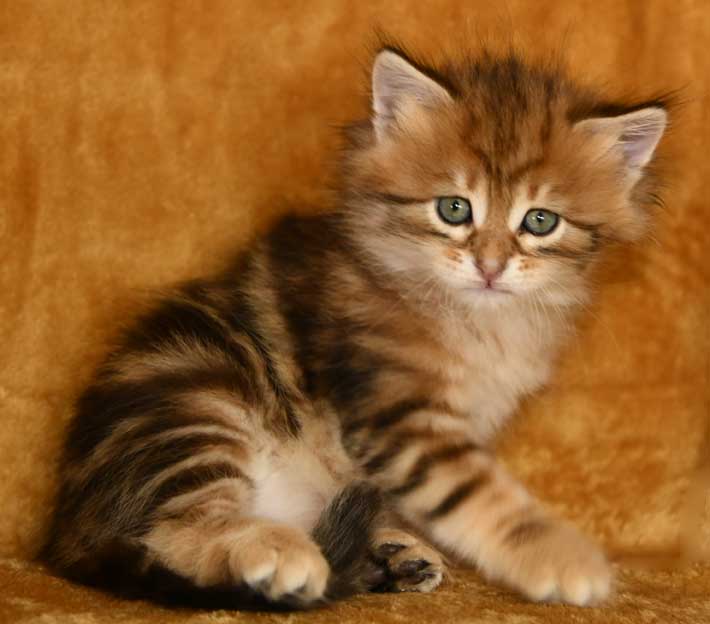 sibirisk kattunge Ul