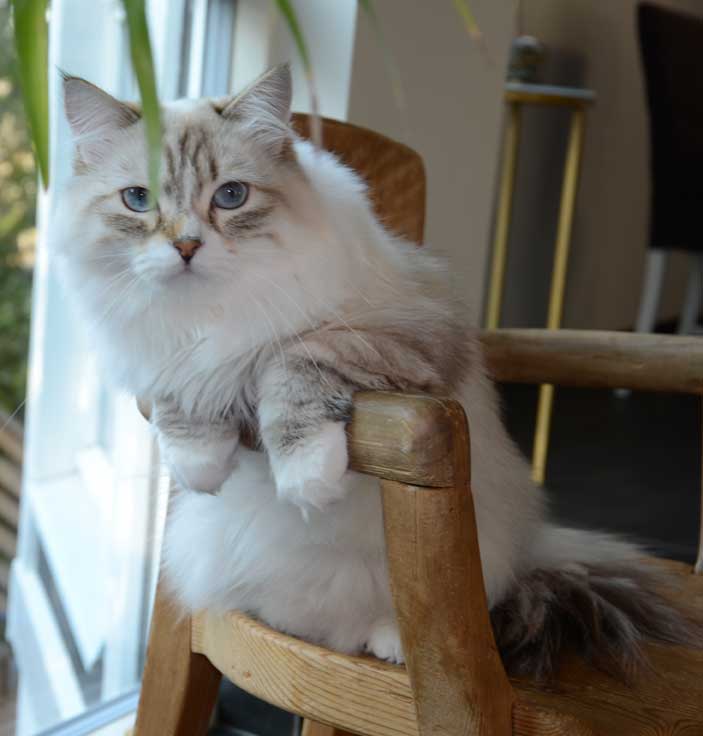 sibirisk katt Olena