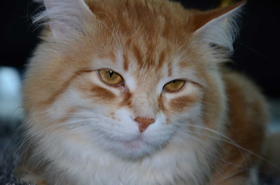 sibirisk katt Mir