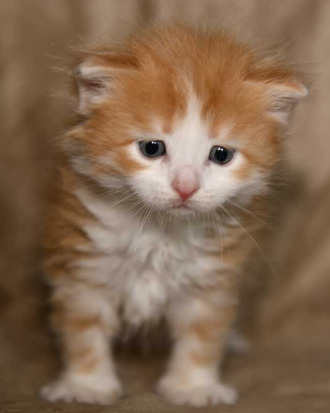 sibirisk kattunge Verdi