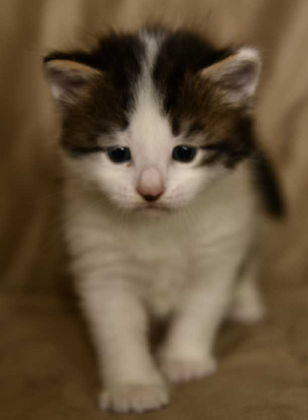 sibirisk katt Velimir