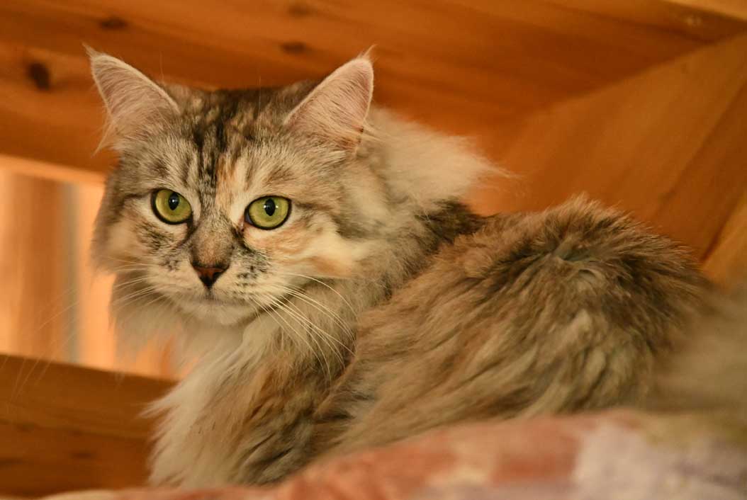 sibirisk katt Zinnie