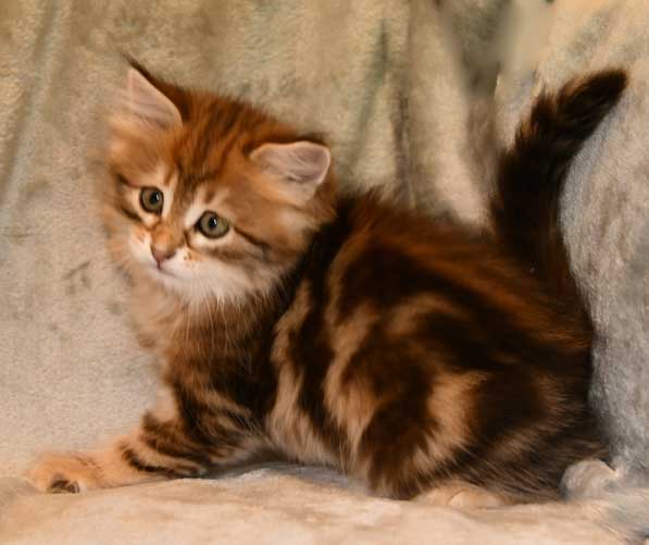 sibirisk katt Ul