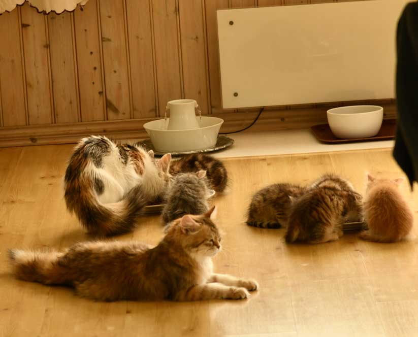 sibirisk katt